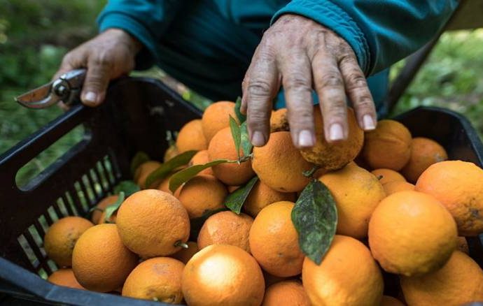 تهرّب «غير مبرر» من فتح ملف الحمضيات وكل جهة تلقي بالمسؤولية على الأخرى.. مصادر خاصة لـ«الحقيقة»: الصادرات لم تتجاوز 25 ألف طن فقط منذ بداية الموسم.. ماذا عن التصريحات..؟؟