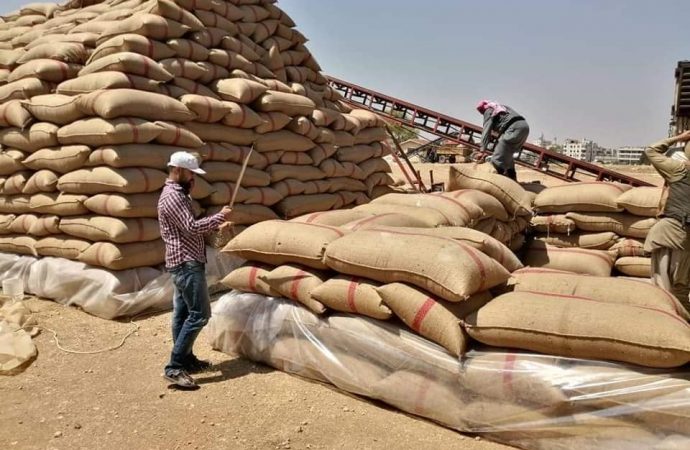 تقدم نتائجها خلال ثلاثة أيام.. لجنة من أربعة وزراء لوضع آلية لتصدير الشعير الفائض