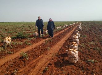 بطاطا مهربة في الأسواق السورية غير خاضعة للمعايير الصحية.. قضماني: الإنتاج المحلي بدأ ويقدر ب٦٥ ألف طن وهي كافية.. كشتو: المهربة خطيرة ويجب محاسبة المهربين والمحتكرين