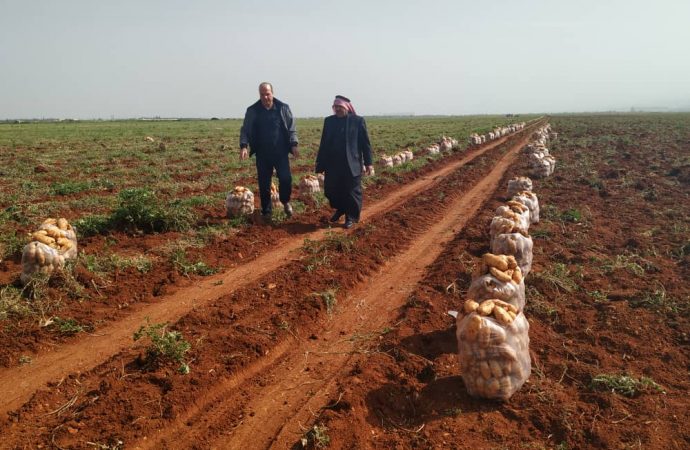 بطاطا مهربة في الأسواق السورية غير خاضعة للمعايير الصحية.. قضماني: الإنتاج المحلي بدأ ويقدر ب٦٥ ألف طن وهي كافية.. كشتو: المهربة خطيرة ويجب محاسبة المهربين والمحتكرين