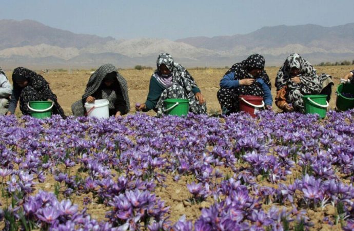 آفاق زراعة وإنتاج الزعفران.. ورشة عمل من “أكساد” لـ30 اختصاصي سوري