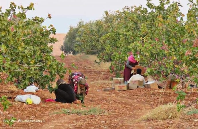 سورية تنتج 65 ألف طن من الفستق الحلبي هذا العام.. وتصدر 1449 طن حتى الآن